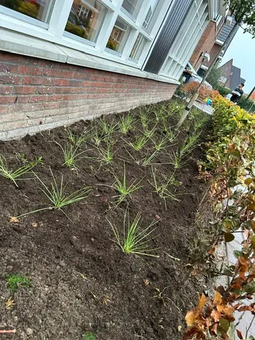 Nieuw aangeplante border
